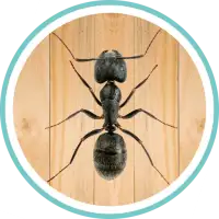 Ant Smasher